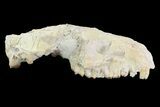 Oreodont (Merycoidodon) Partial Skull - Wyoming #93753-6